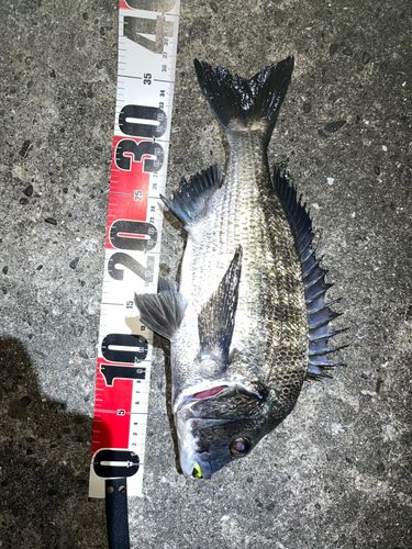 チヌの釣果