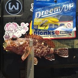 カサゴ