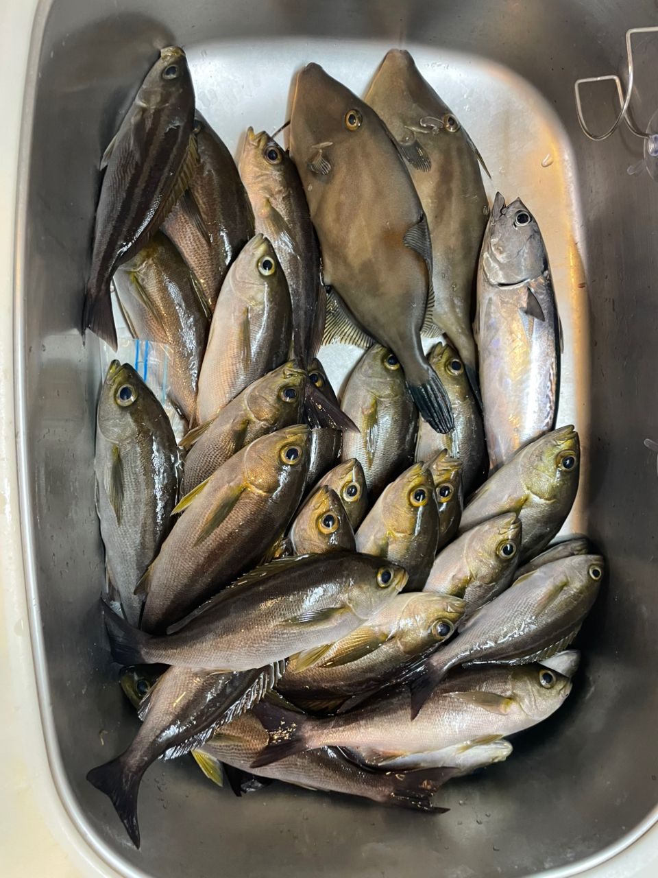 にゃんぽこ太郎🔆🎣さんの釣果 1枚目の画像