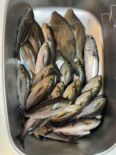イサキの釣果