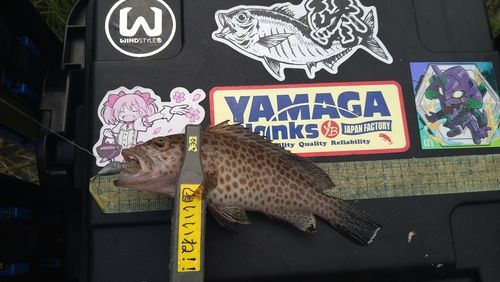 オオモンハタの釣果
