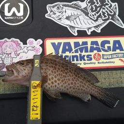 オオモンハタ