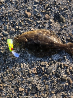 ヒラメの釣果