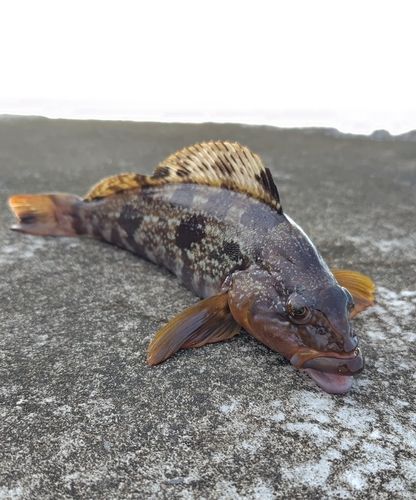 アイナメの釣果