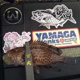 オオモンハタ