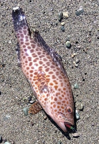 オオモンハタの釣果