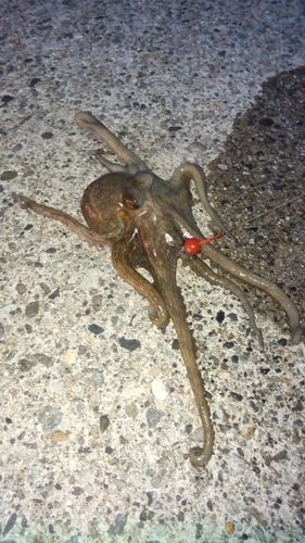 タコの釣果