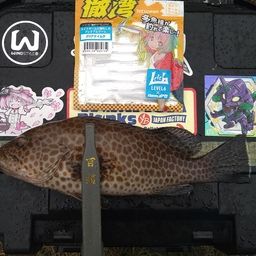 オオモンハタ