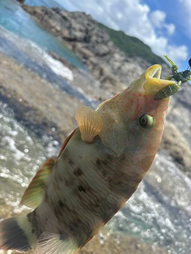 釣果