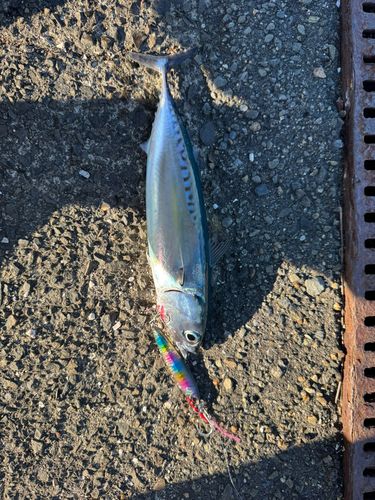 ソウダガツオの釣果