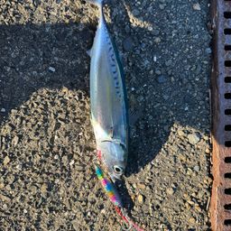 ソウダガツオ
