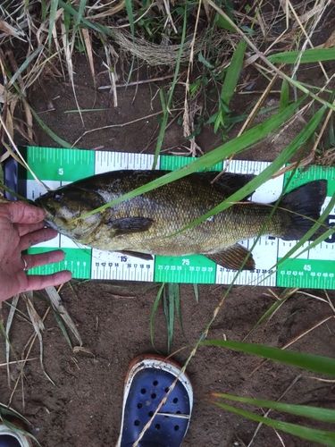 スモールマウスバスの釣果