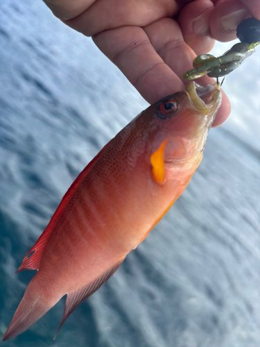釣果