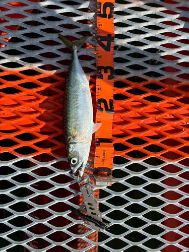 サバの釣果