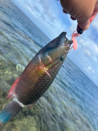 釣果