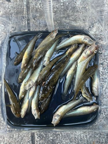 マハゼの釣果
