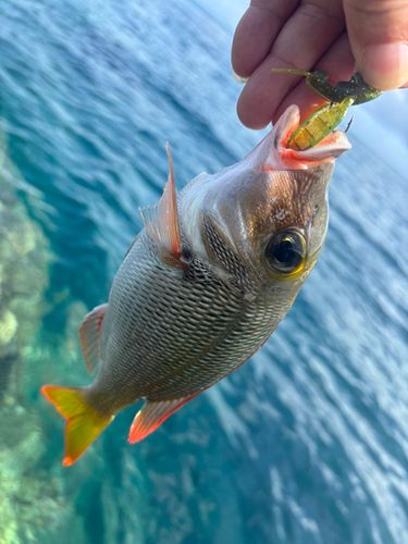 釣果