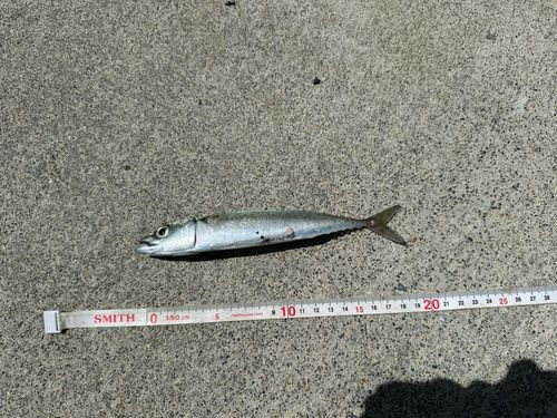 サバの釣果