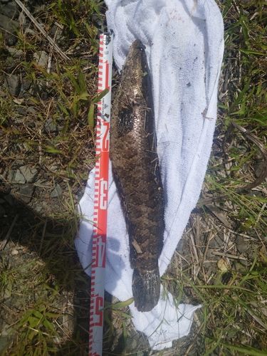 ライギョの釣果