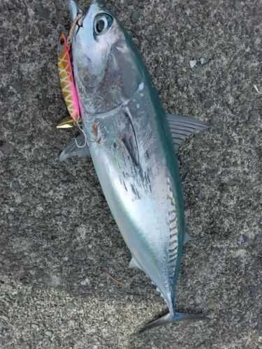 カツオの釣果