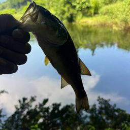 ブラックバス