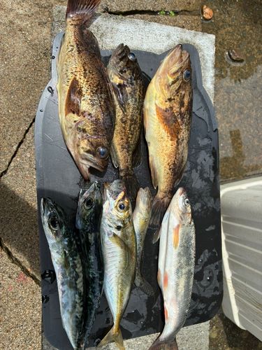 シマソイの釣果