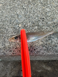 シロギスの釣果