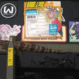 アカエソ