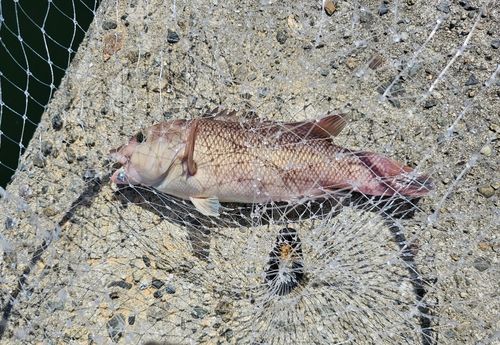 コブダイの釣果