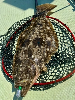 ヒラメの釣果