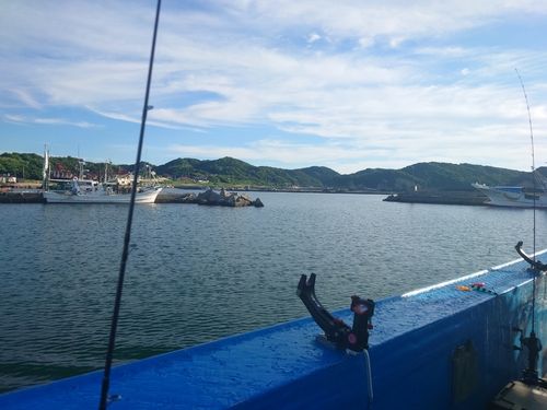 ケンサキイカの釣果