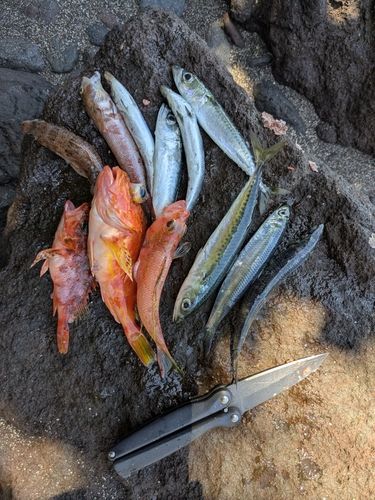 釣果