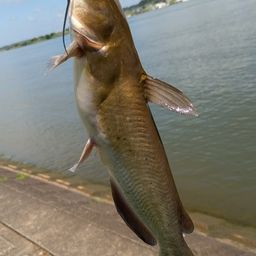 アメリカナマズ