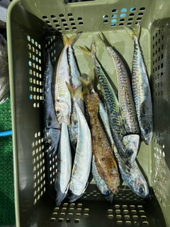 サバの釣果