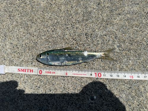 マイワシの釣果