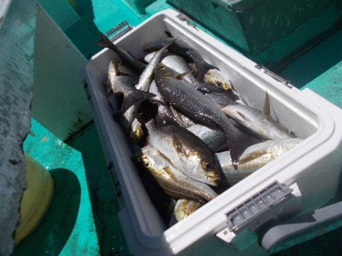イサキの釣果