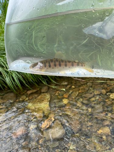 ヤマメの釣果