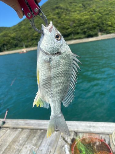 キビレの釣果