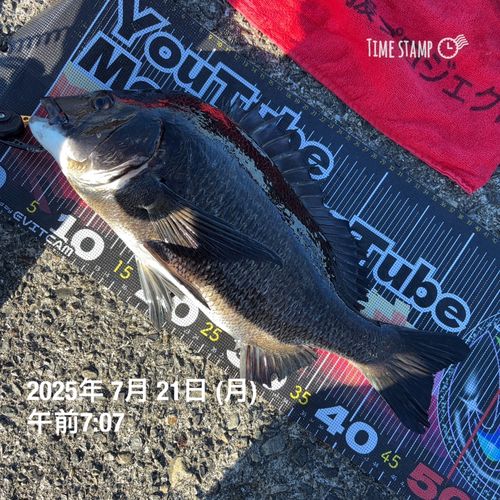 チヌの釣果