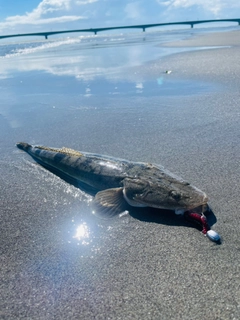マゴチの釣果