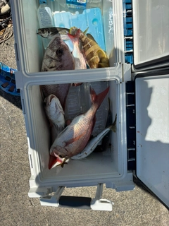 マダイの釣果