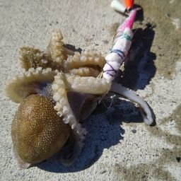 タコ