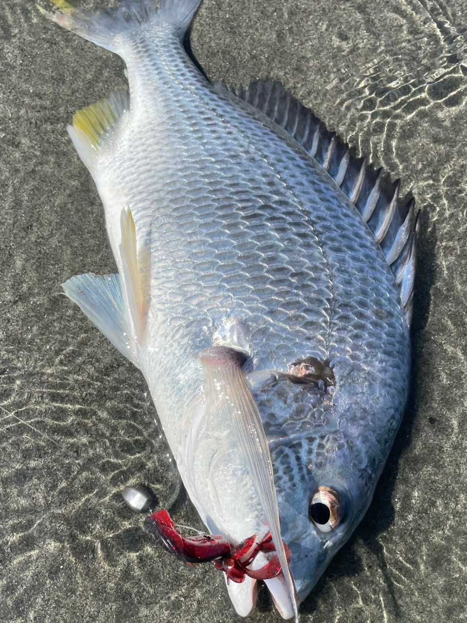 AbuGarcia ソルティーステージ プロトタイプ ベイトフィネスの最