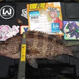 オオモンハタ