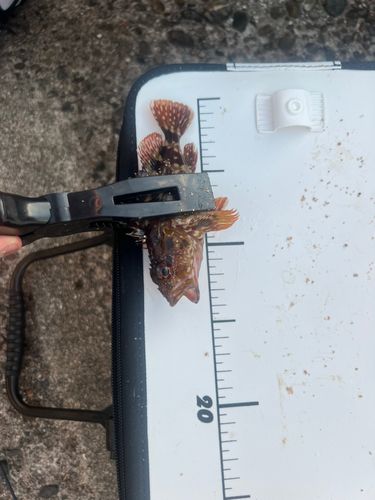 カサゴの釣果