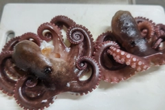 タコの釣果