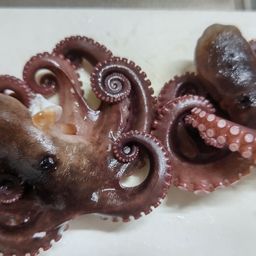 タコ