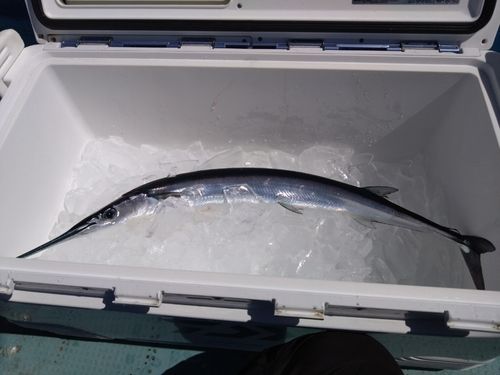 オキザヨリの釣果