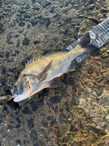 チヌの釣果