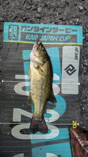 ラージマウスバスの釣果